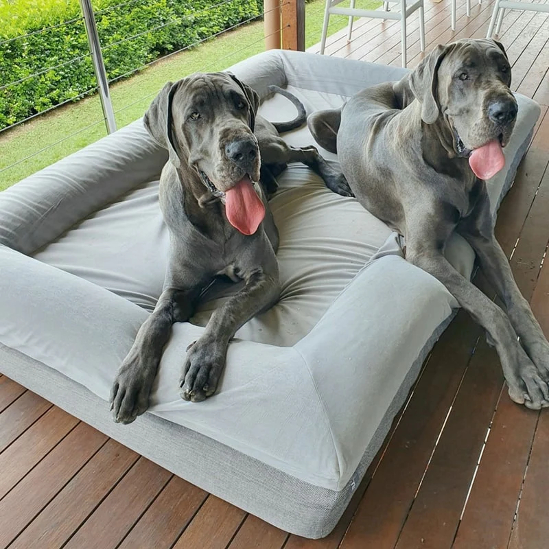 Decoding the Latest Dynamics of Europe’s Pet Market